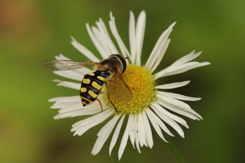 Eupeodes corollae